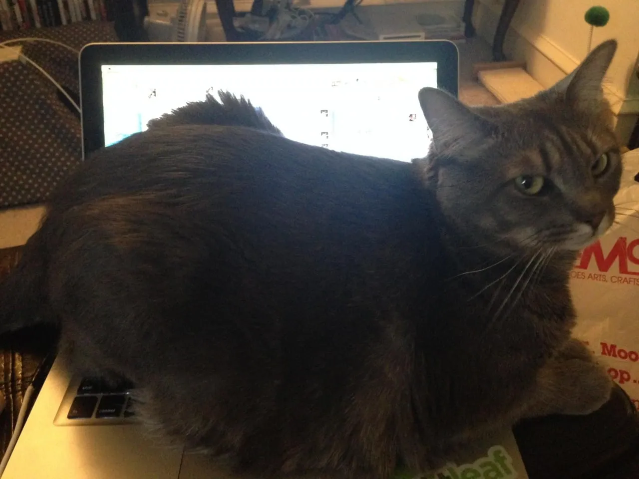 Mabel on Laptop
