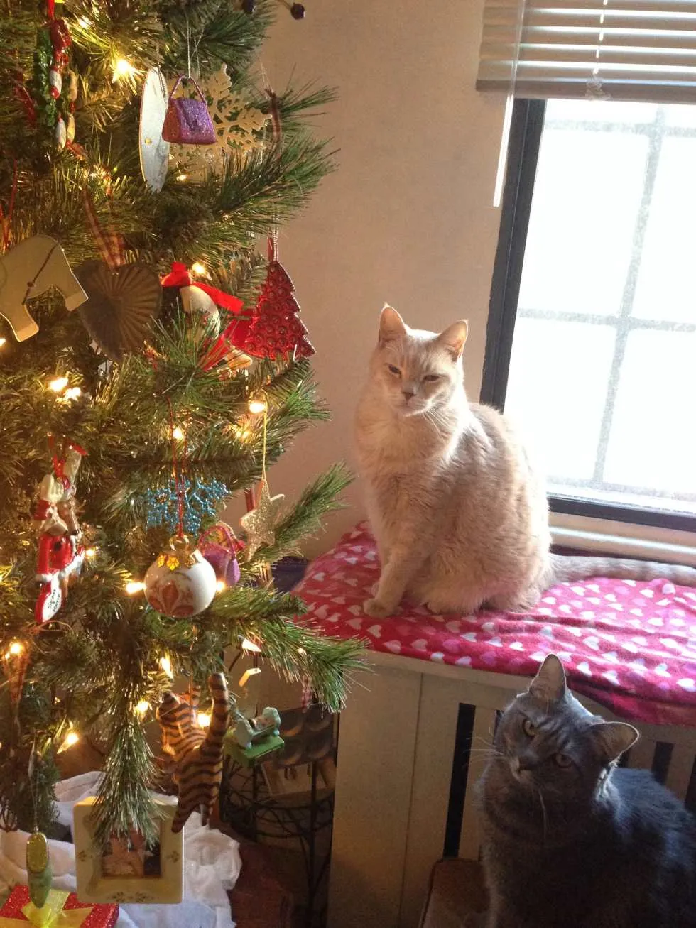 Wordless Wednesday: Christmas Kitties