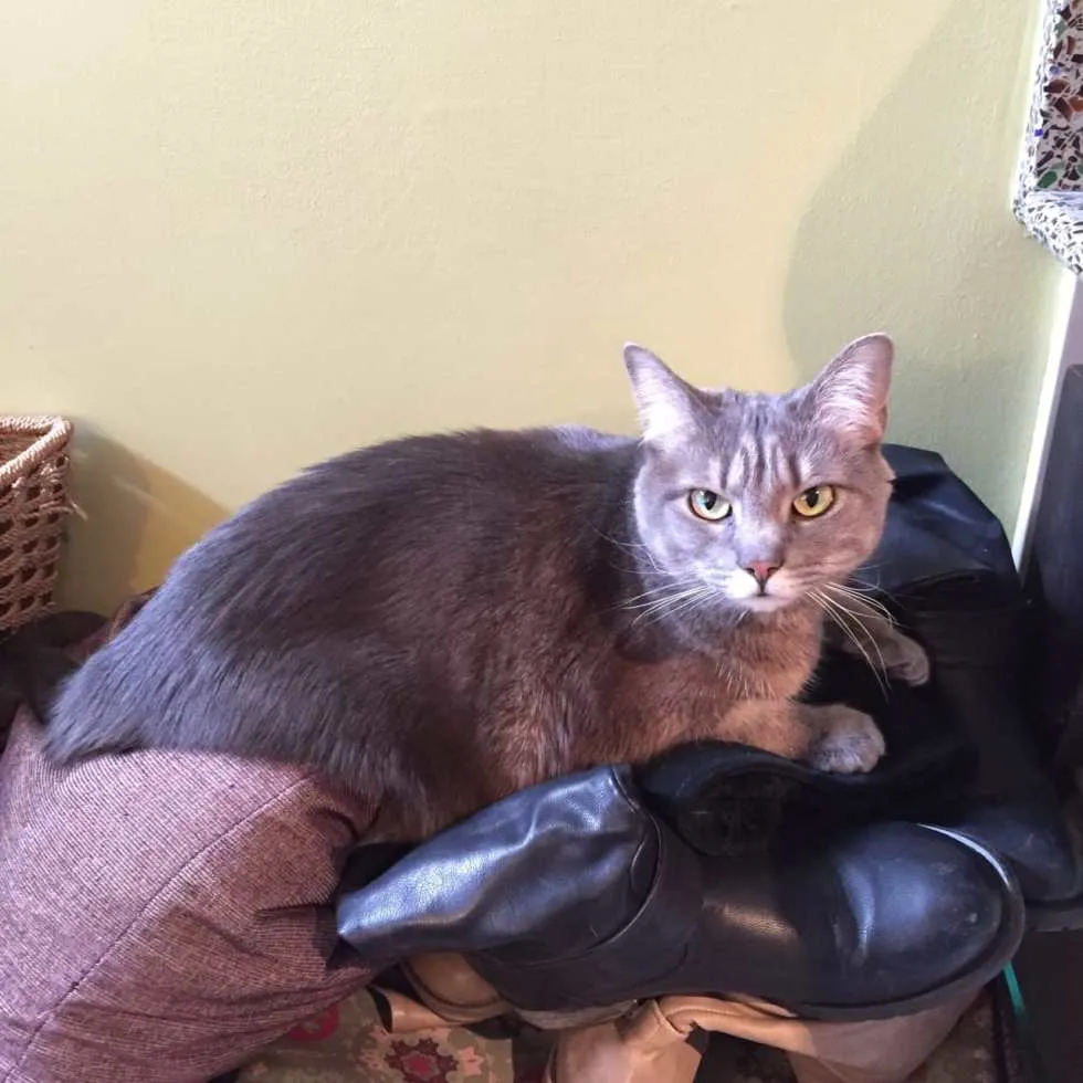 Mabel Loves Boots