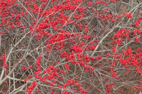 A Longwood Christmas