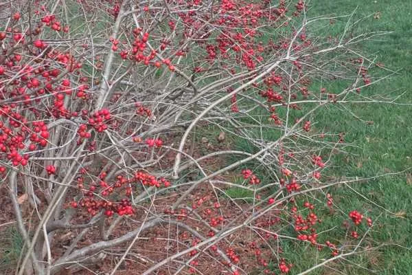 A Longwood Christmas