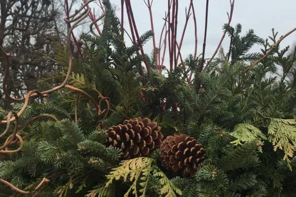 A Longwood Christmas