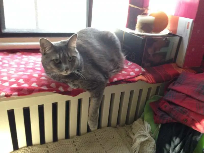 Mabel keeping warm.