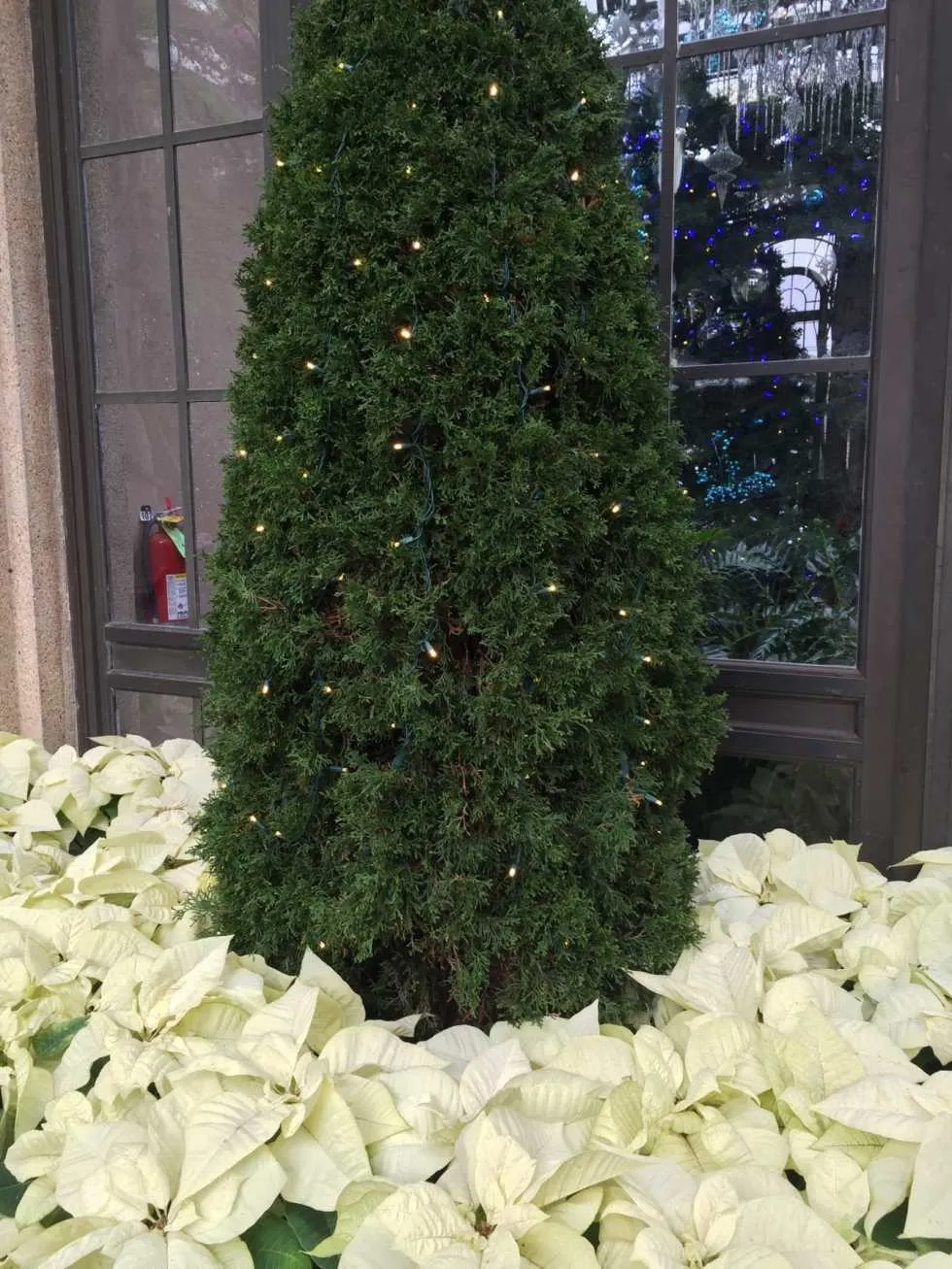 A Longwood Christmas
