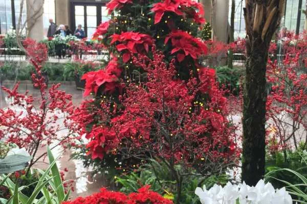 A Longwood Christmas