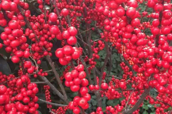 A Longwood Christmas