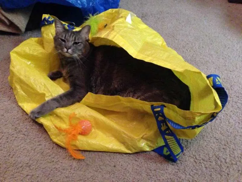 Mabel REALLY wants to go shopping.