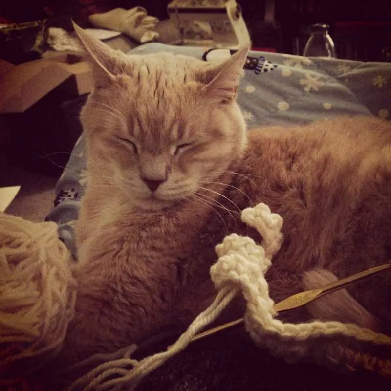 Crochet Kitty