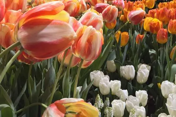 Philly Flower Show 2015 Recap by
