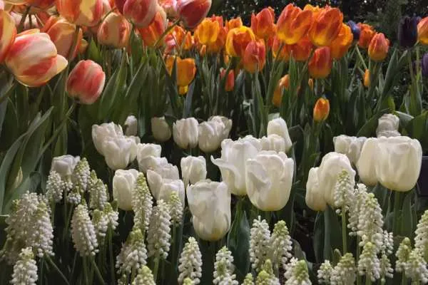 Philly Flower Show 2015 Recap by