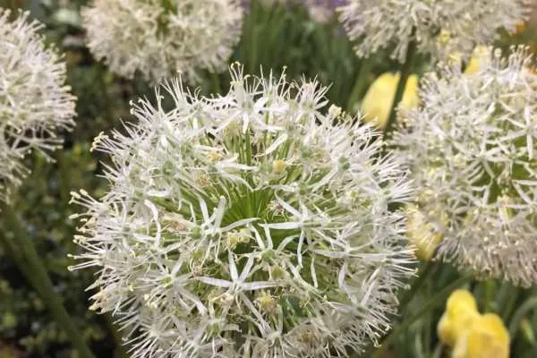Philly Flower Show 2015 Recap by