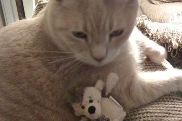Lucky and Toy