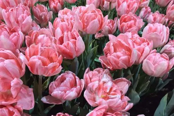Philly Flower Show 2015 Recap by