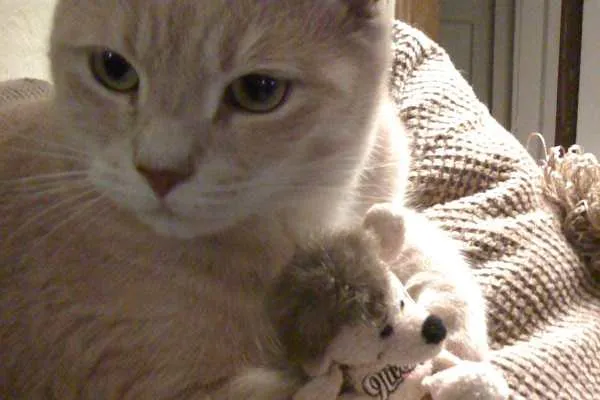 Lucky and Toy