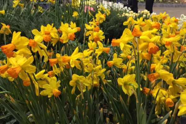 Philly Flower Show 2015 Recap by
