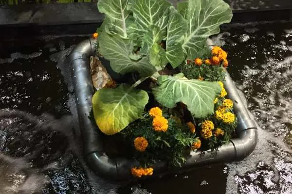 Philly Flower Show 2015 Recap by