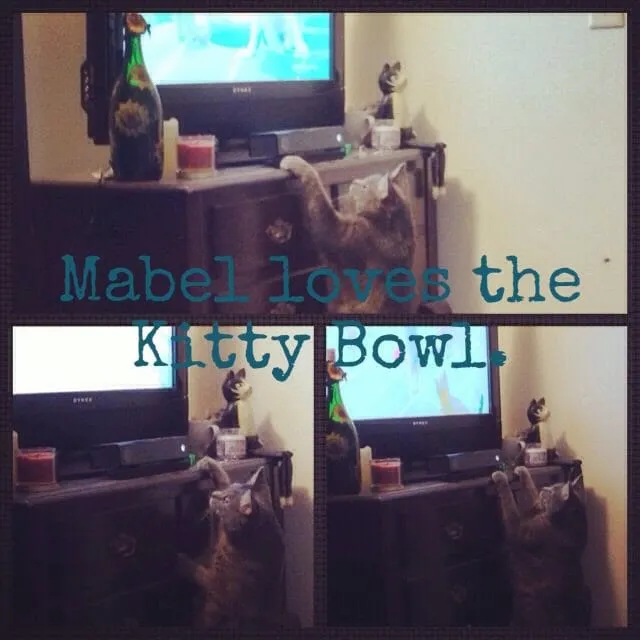 kitty bowl