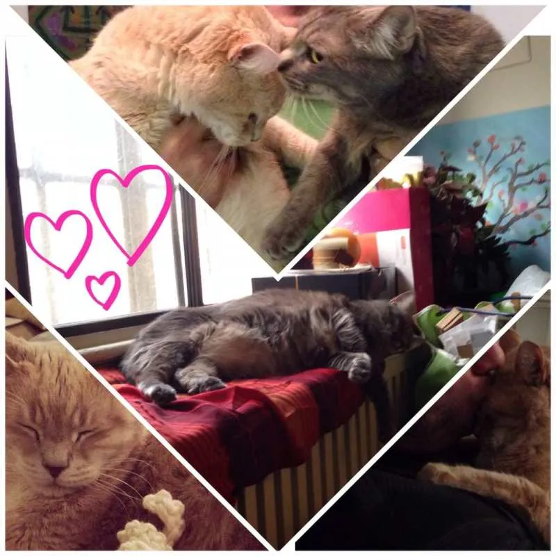 kitty love