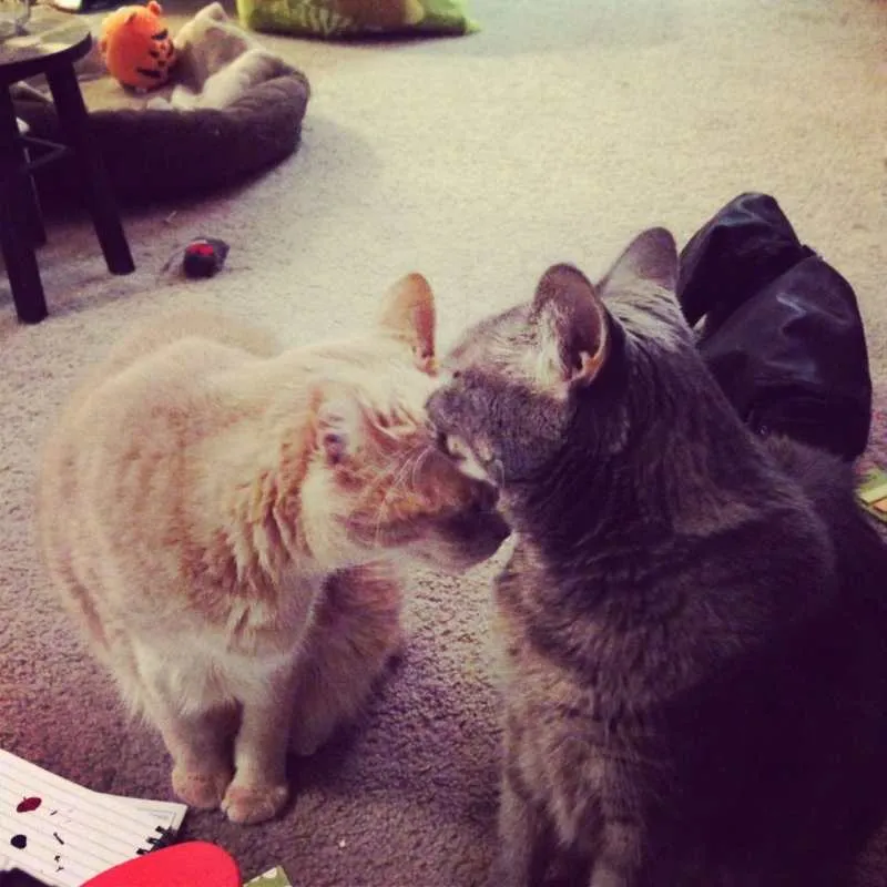 Sometimes they are nice to each other.