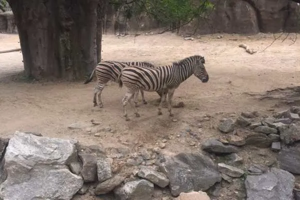 Philadelphia Zoo!