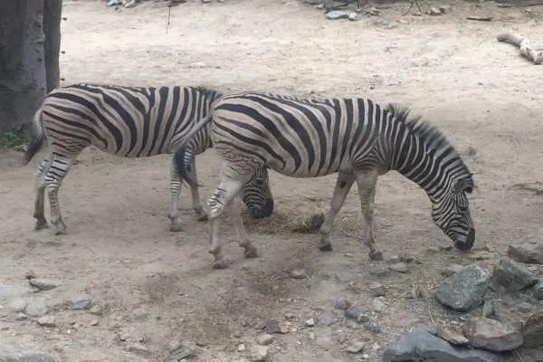 Philadelphia Zoo!