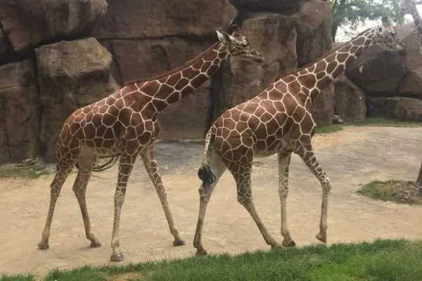 Philadelphia Zoo!