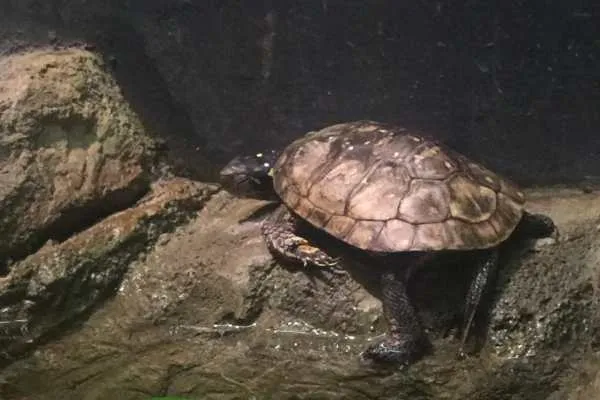 Philadelphia Zoo!