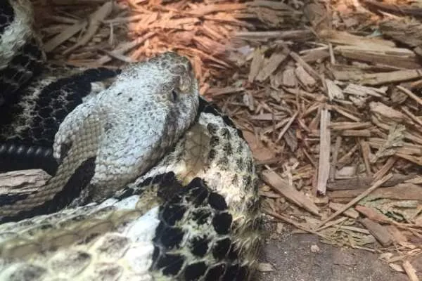 Philadelphia Zoo!