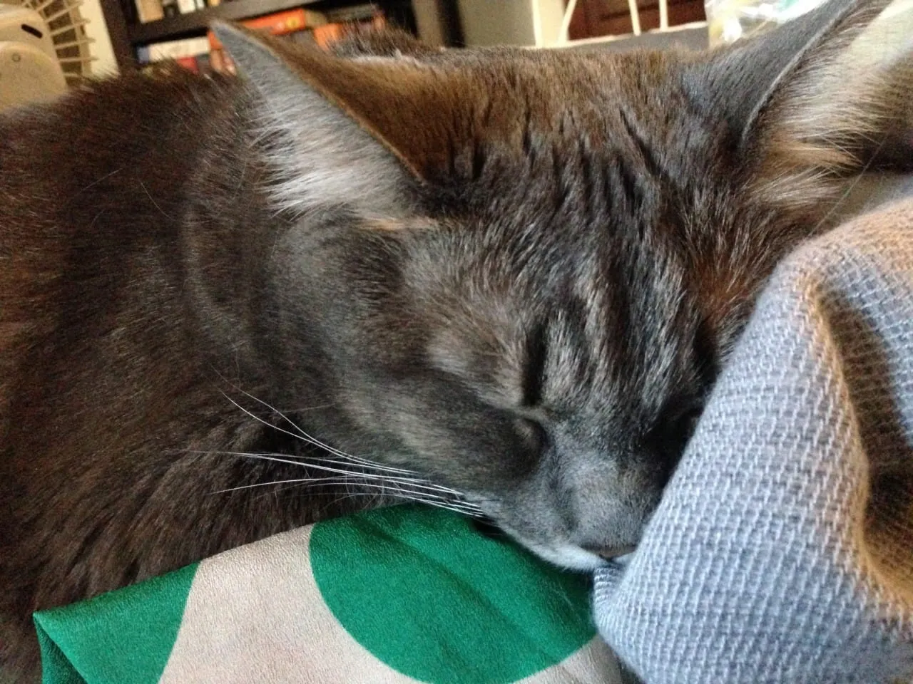 Snuggly Cat
