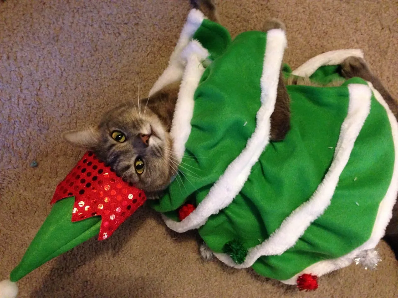 Christmas Tree Mabel
