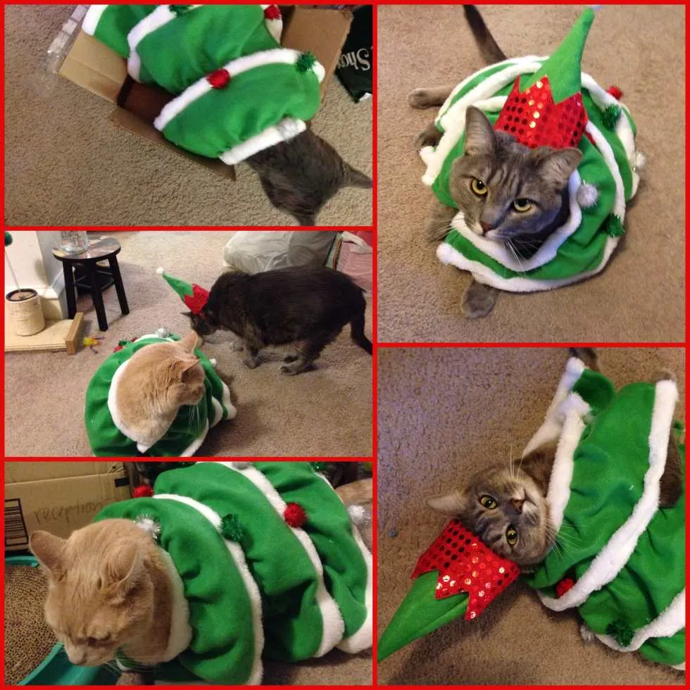 Wordless Wednesday: Christmas Kitties