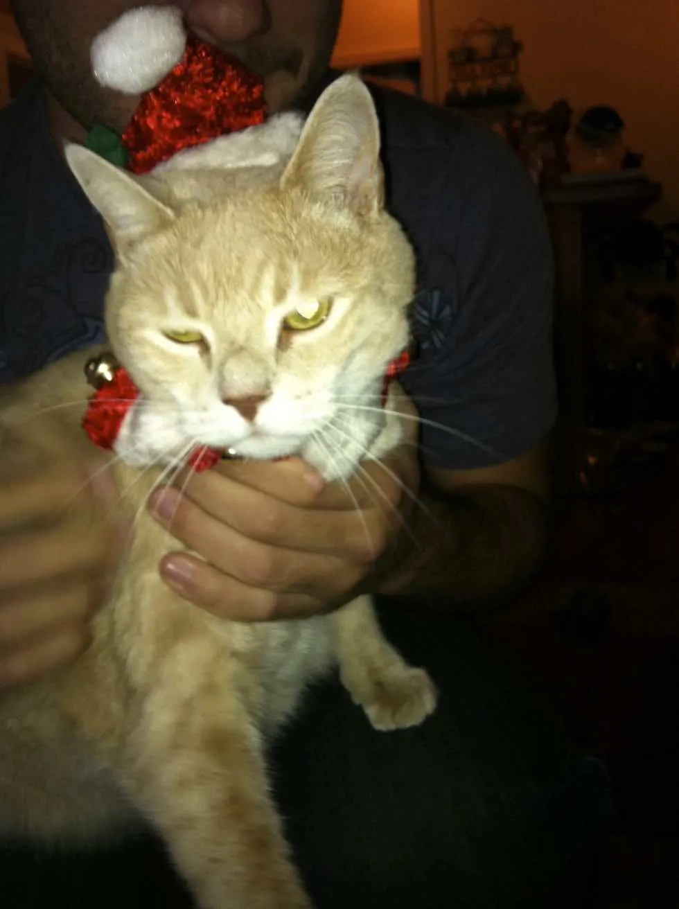 Wordless Wednesday: Christmas Kitties