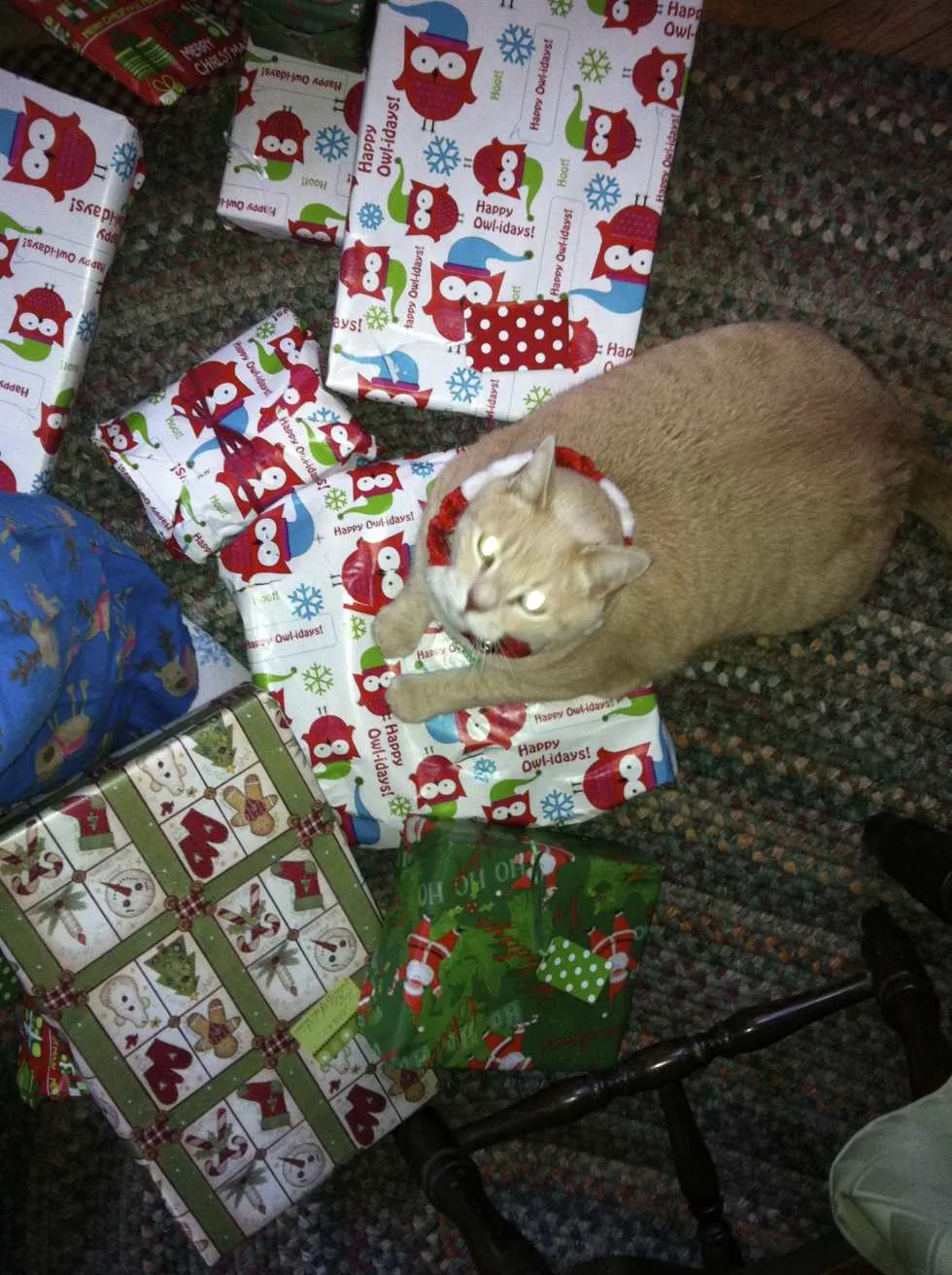 Wordless Wednesday: Christmas Kitties