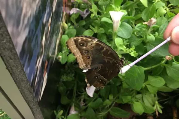 2016 Philly Flower Show Recap