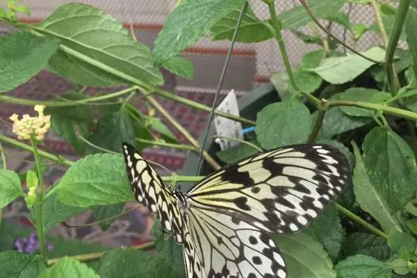 2016 Philly Flower Show Recap