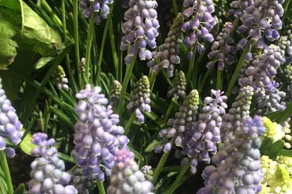 2016 Philly Flower Show Recap