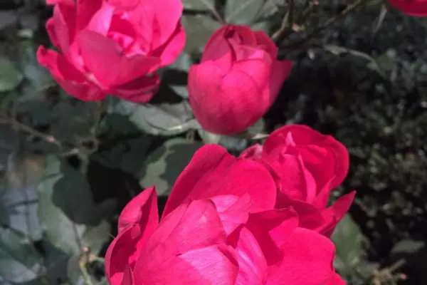 2016 Philly Flower Show Recap