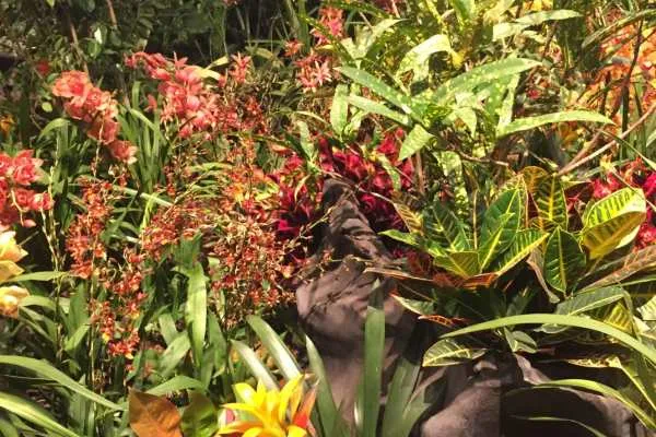 2016 Philly Flower Show Recap