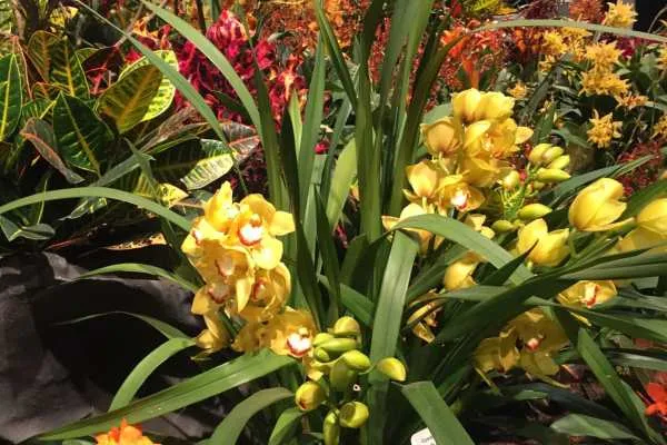 2016 Philly Flower Show Recap