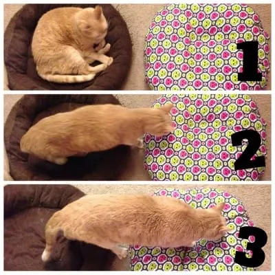 5 Quick Sewing Projects by