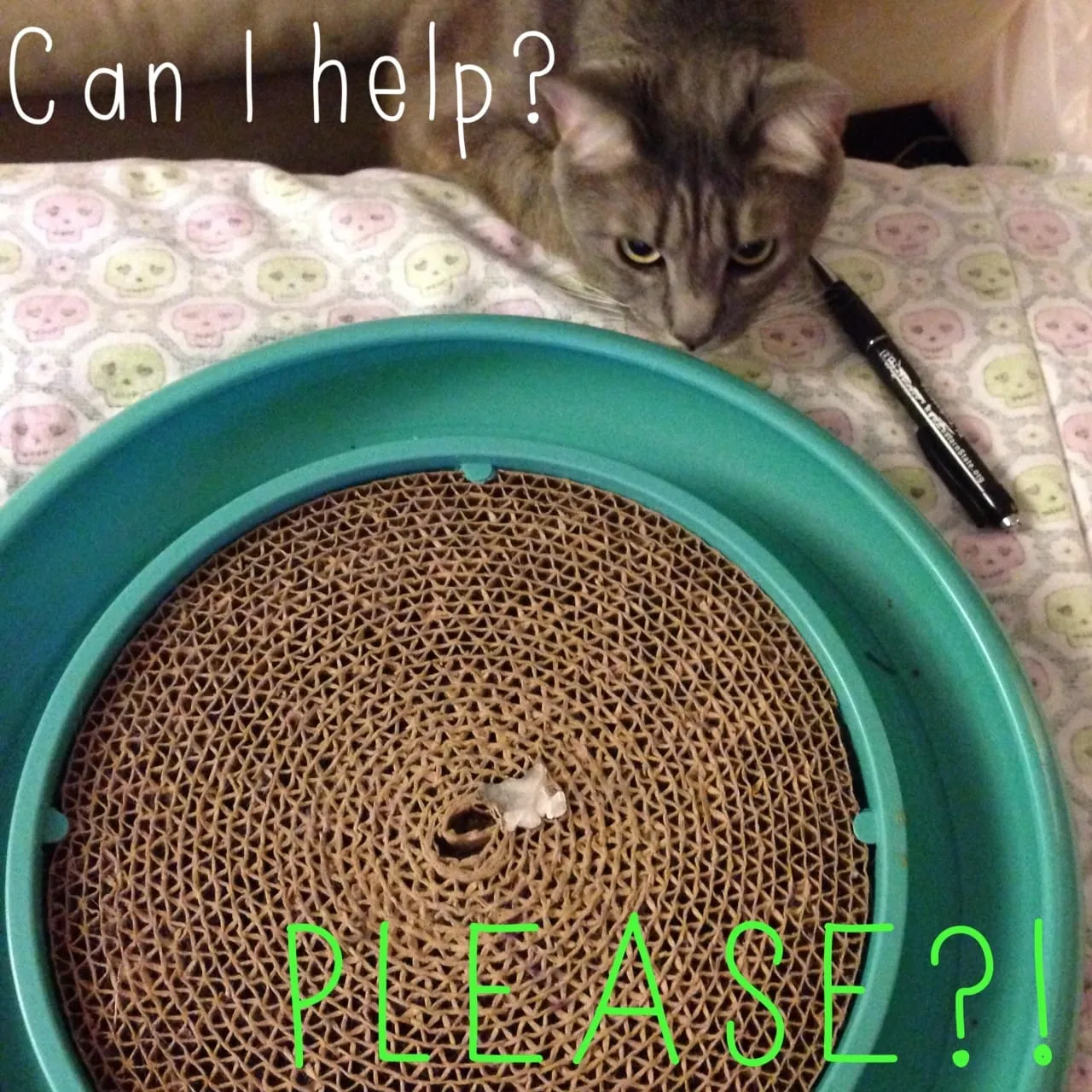 Cozy Catnip Kitty Pillow by