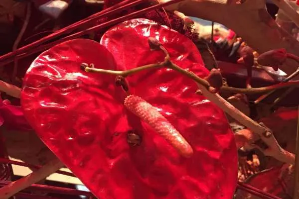2016 Philly Flower Show Recap