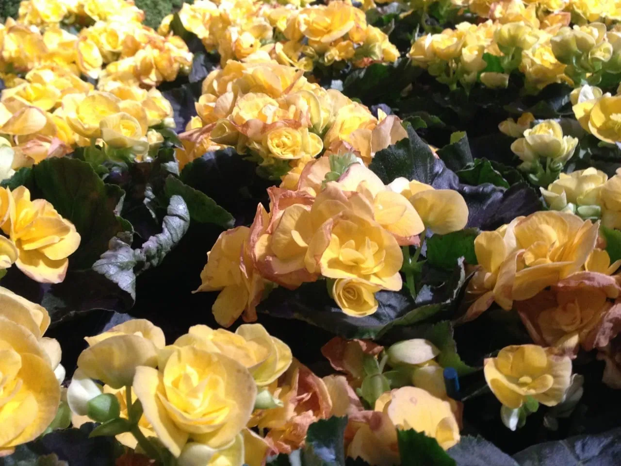 Philadelphia Flower Show!