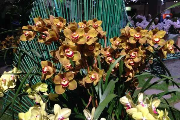 Philadelphia Flower Show!