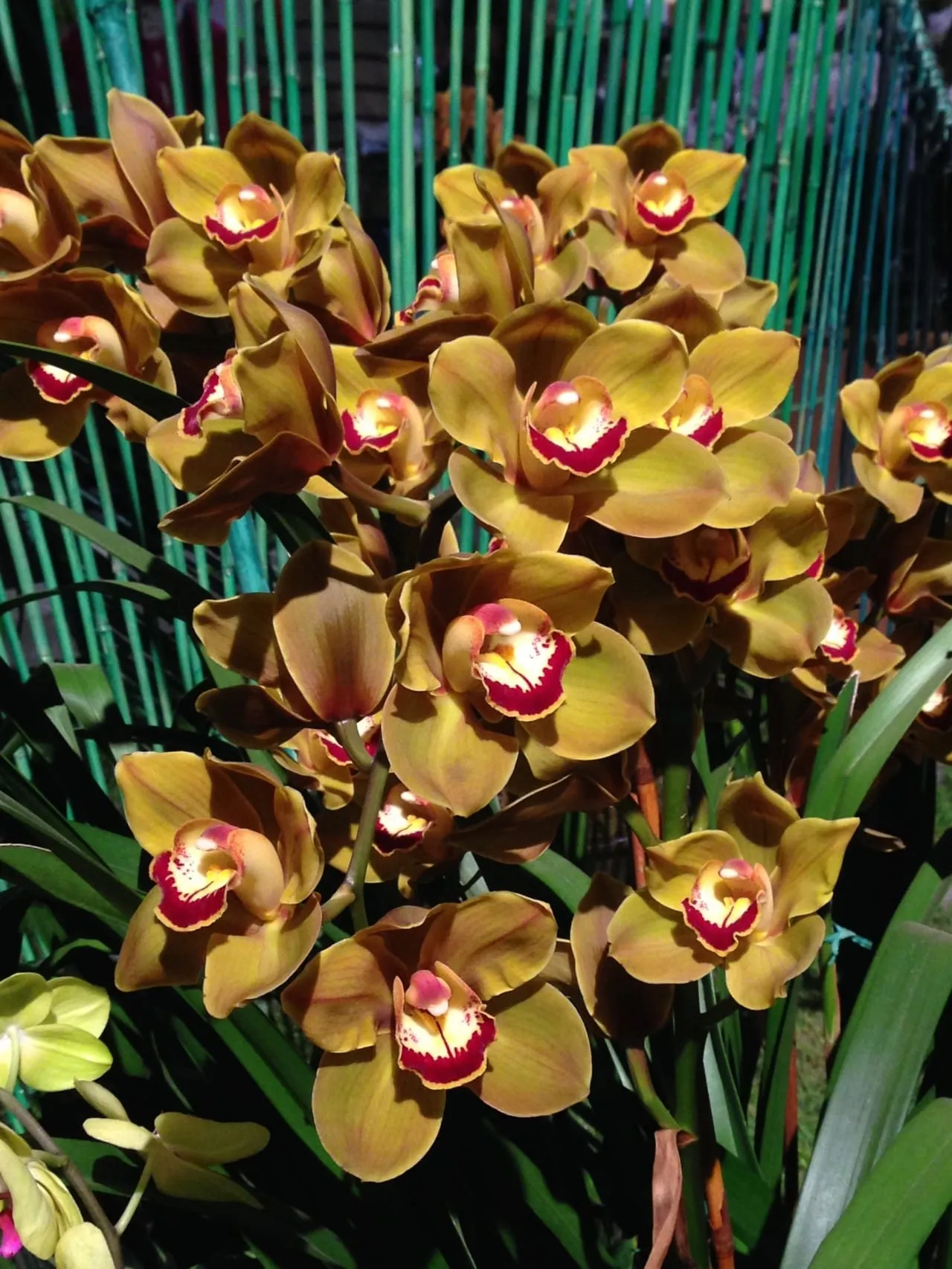 Philadelphia Flower Show!