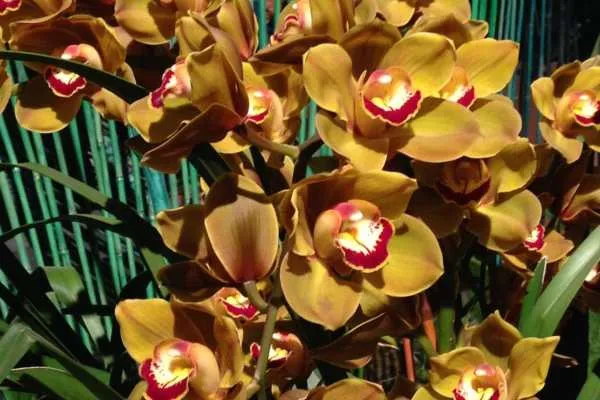Philadelphia Flower Show!