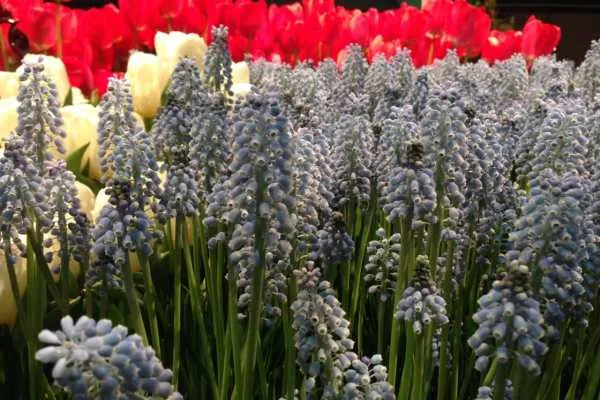 Philadelphia Flower Show!