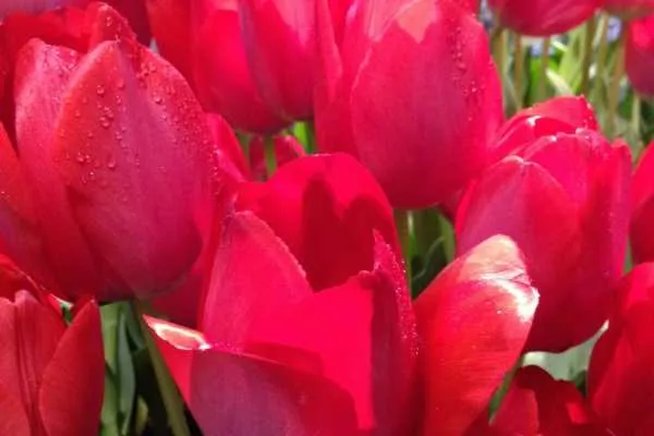 Philadelphia Flower Show!
