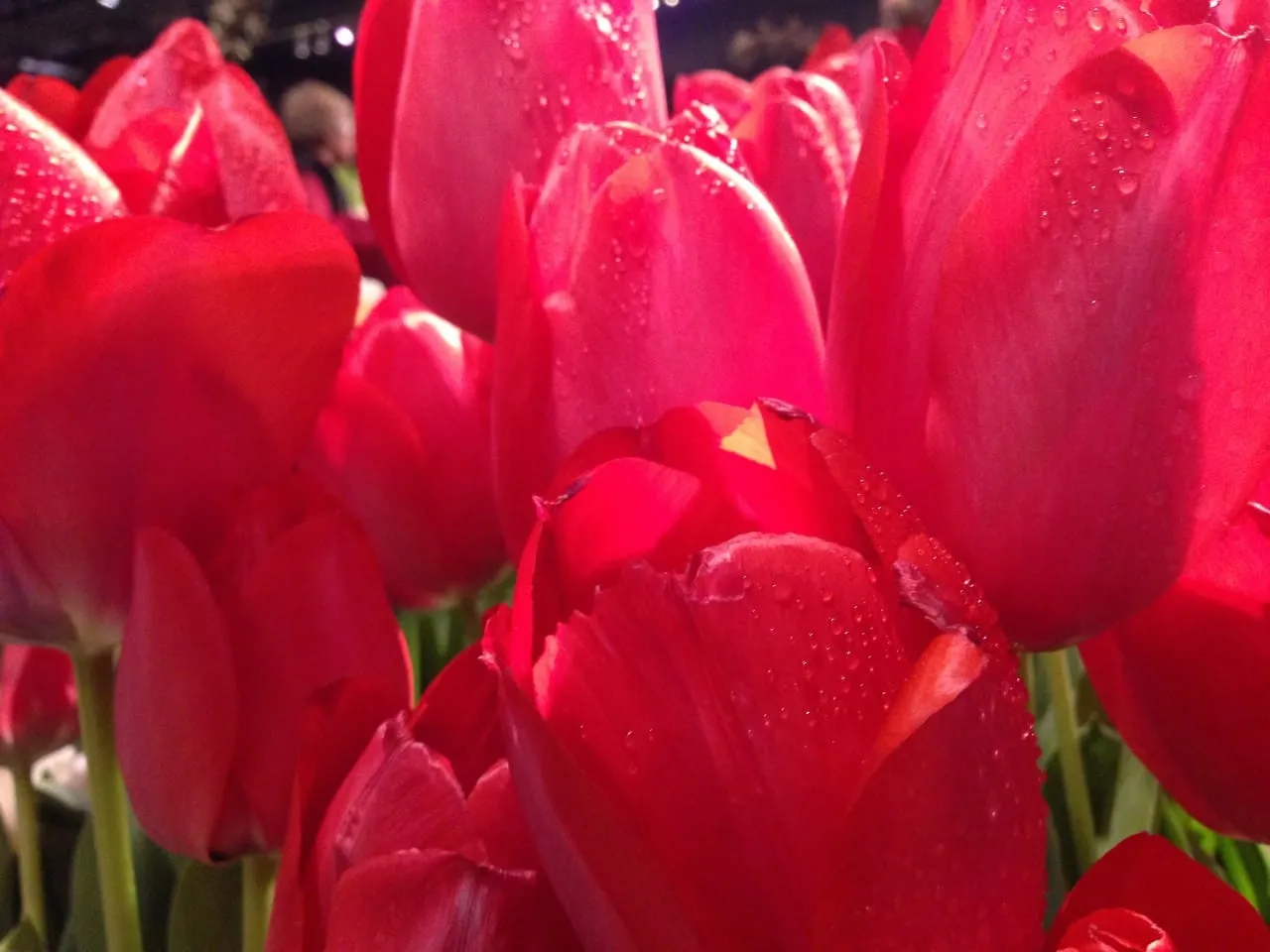 Philadelphia Flower Show!