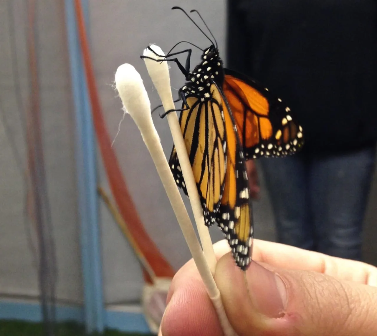 Philadelphia Flower Show!